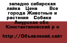 западно сибирская лайка › Цена ­ 0 - Все города Животные и растения » Собаки   . Амурская обл.,Константиновский р-н